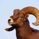 large ram